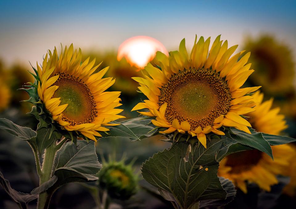 Sunflowers on a bright, sunny day with a blue sky.