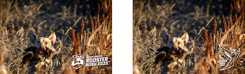 Rooster Rush 2025 dog ad examples