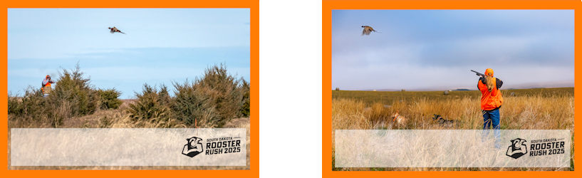 Rooster Rush 2025 ad examples with border