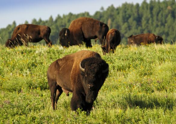 Buffalo