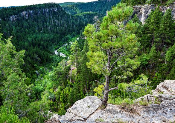 Black Hills National Forest