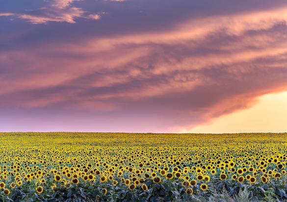 South Dakota sunflower field