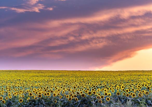 South Dakota sunflower field