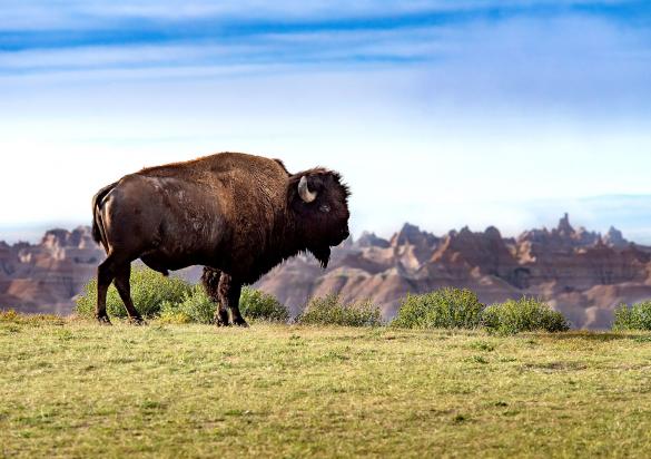 Buffalo in Badlands National Park